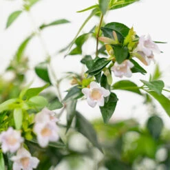 Edward Goucher Pink Abelia -The Tree Center Edward Goucher Pink Abelia 3G 06 copy 1 600x600 1