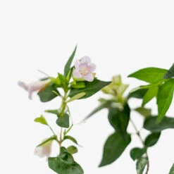 Edward Goucher Pink Abelia -The Tree Center Edward Goucher Pink Abelia 3G 07 copy 1 600x600 1