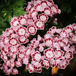 Elf Mountain Laurel -The Tree Center Elf Kalmia 1 copy jpg webp