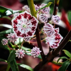 Elf Mountain Laurel -The Tree Center Elf Kalmia 3 copy jpg webp