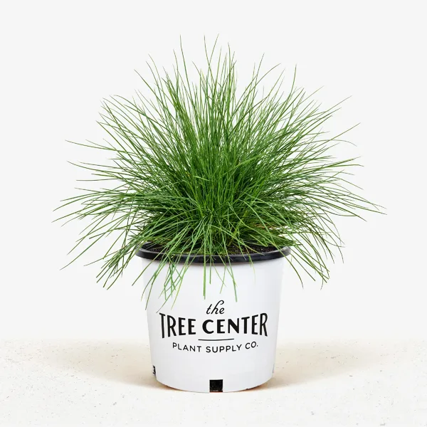 Elijah Blue Fescue 5 Elijah Blue Fescue - Image 5