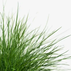 Elijah Blue Fescue 8 Elijah Blue Fescue -The Tree Center Elijah Blue Fescue 2G 02 copy 600x600 1