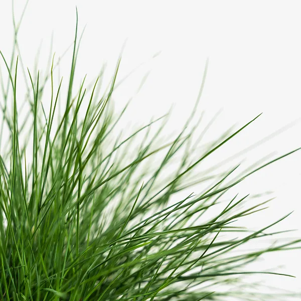 Elijah Blue Fescue 4 Elijah Blue Fescue - Image 4