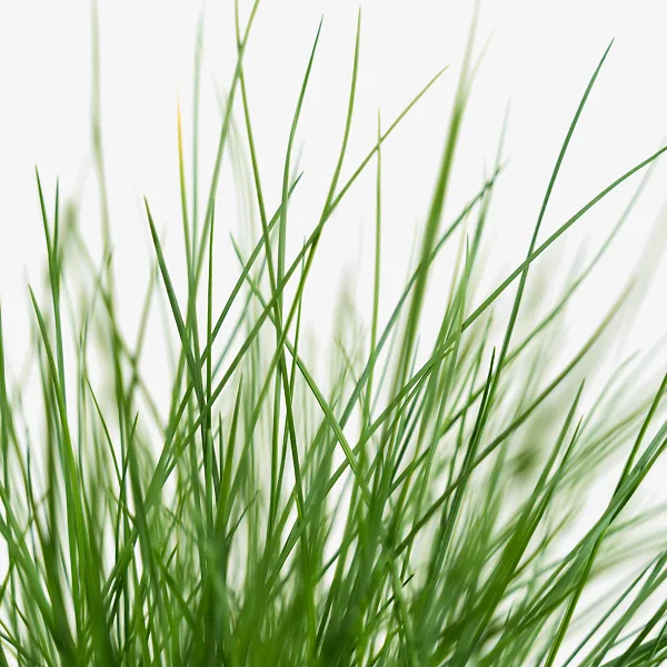 Elijah Blue Fescue 3 Elijah Blue Fescue - Image 3