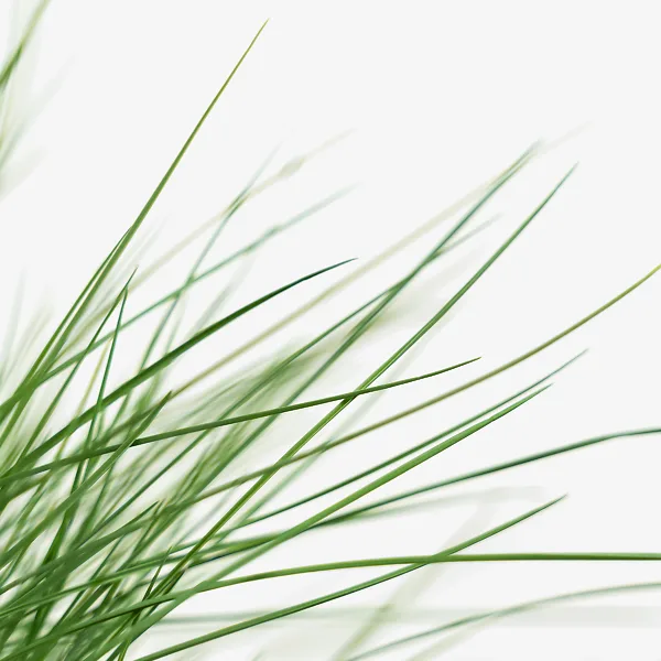 Elijah Blue Fescue 1 Elijah Blue Fescue