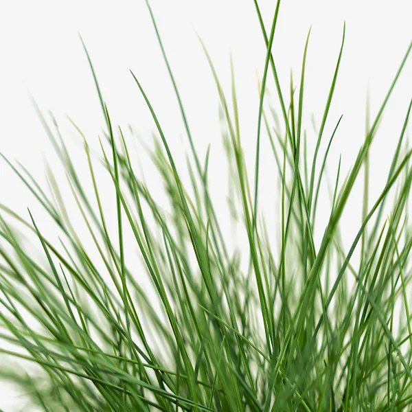 Elijah Blue Fescue 2 Elijah Blue Fescue - Image 2