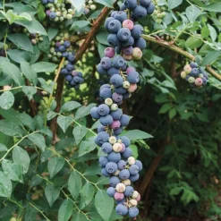 Elliot Blueberry -The Tree Center Elliot 600x600 1