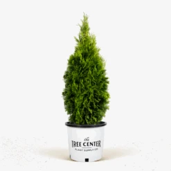 Emerald Green Arborvitae -The Tree Center Emerald Green Arborvitae 5G 01 600x600 1