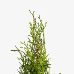 Emerald Green Arborvitae -The Tree Center Emerald Green Arborvitae 5G 02 copy 600x600 1