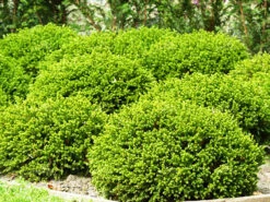 Emerald Jewel Boxwood
