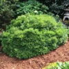 Emerald Knoll Korean Boxwood