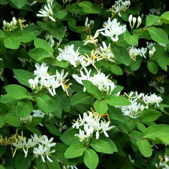Emerald Mound Honeysuckle 2 Emerald Mound Honeysuckle - Image 2