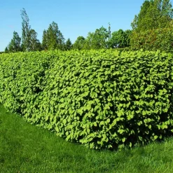 Emerald Mound Honeysuckle 6 Emerald Mound Honeysuckle -The Tree Center Emerald Mound Honeysuckle 2 copy jpg webp