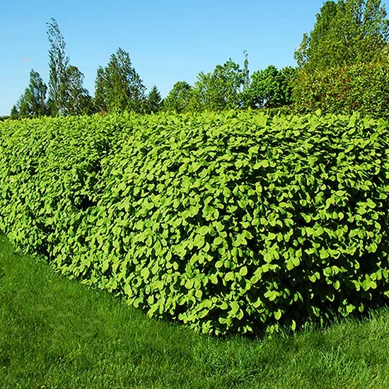 Emerald Mound Honeysuckle 3 Emerald Mound Honeysuckle - Image 3