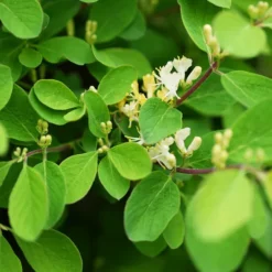 Emerald Mound Honeysuckle 7 Emerald Mound Honeysuckle -The Tree Center Emerald Mound Honeysuckle 3 copy jpg webp