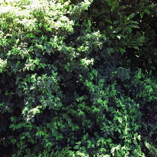 Emerald Mound Honeysuckle 1 Emerald Mound Honeysuckle