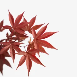 Emperor Japanese Maple 9 Emperor Japanese Maple -The Tree Center Emperor Japanese Maple 3G 02 copy 600x600 1