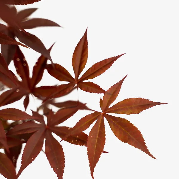 Emperor Japanese Maple 2 Emperor Japanese Maple - Image 2