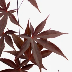 Emperor Japanese Maple 7 Emperor Japanese Maple -The Tree Center Emperor Japanese Maple 3G 05 copy 600x600 1