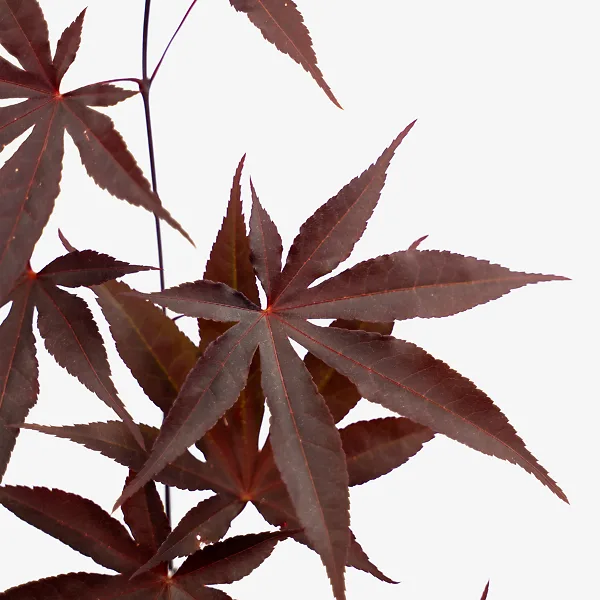 Emperor Japanese Maple 3 Emperor Japanese Maple - Image 3