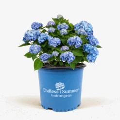Endless Summer® Hydrangea -The Tree Center Endless Summer Hydrangea 5G 01 600x600 1