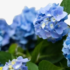 Endless Summer® Hydrangea -The Tree Center Endless Summer Hydrangea 5G 04 scaled e1695413089339 600x600 1
