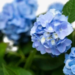 Endless Summer® Hydrangea -The Tree Center Endless Summer Hydrangea 5G 08 scaled e1695413134741 600x600 1