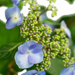 Twist-n-Shout® Hydrangea -The Tree Center Endless Summer Twist N Shout Hydrangea 3G 03 copy 2 600x600 1