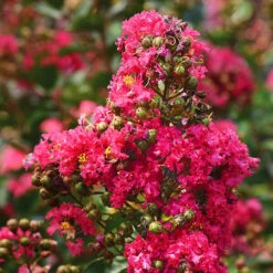 Enduring Fuchsia Crape Myrtle -The Tree Center Enduring Fuschia Crape Myrtle 1.1 copy 600x600 1