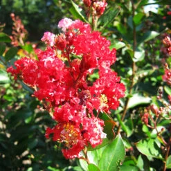 Enduring Fuchsia Crape Myrtle -The Tree Center Enduring Fuschia Crape Myrtle 2 copy 600x600 1