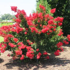 Enduring Fuchsia Crape Myrtle