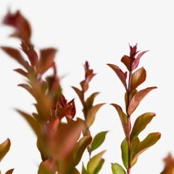 Enduring Summer Red Crape Myrtle -The Tree Center Enduring Summer Red Crape Myrtle 3G 02 600x600 1