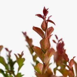 Enduring Summer Red Crape Myrtle -The Tree Center Enduring Summer Red Crape Myrtle 3G 03 600x600 1