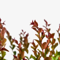 Enduring Summer Red Crape Myrtle -The Tree Center Enduring Summer Red Crape Myrtle 3G 05 600x600 1