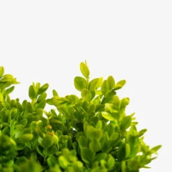 English Boxwood -The Tree Center English Boxwood 3G 02 600x600 1