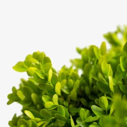 English Boxwood
