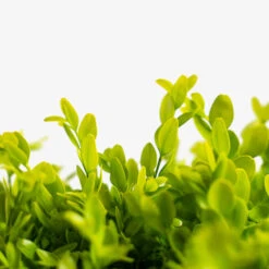 English Boxwood -The Tree Center English Boxwood 3G 04 600x600 1