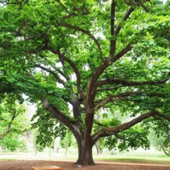 English Oak Tree -The Tree Center English Oak Tree 3 copy jpg webp