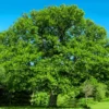 English Oak Tree