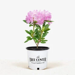 English Roseum Rhododendron 8 English Roseum Rhododendron -The Tree Center English Roseum Rhododendron 1G 01 1 600x600 1