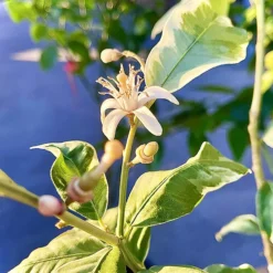 Eureka Variegated Pink Lemon Tree -The Tree Center Eureka Variegated Pink Lemon Tree 3 copy 600x600 1