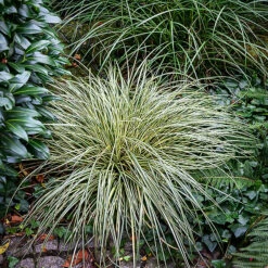 Evergold Sedge 6 Evergold Sedge -The Tree Center Eveergold Sedge 1 copy 600x600 1