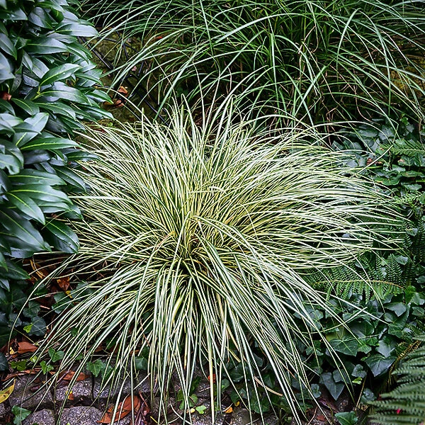 Evergold Sedge 3 Evergold Sedge - Image 3