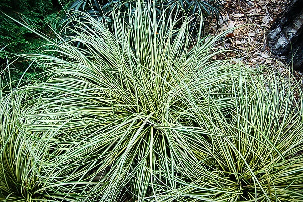 Evergold Sedge 2 Evergold Sedge - Image 2