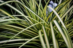 Evergold Sedge 7 Evergold Sedge -The Tree Center Eveergold Sedge 4 copy 600x399 1