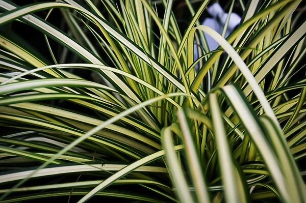 Evergold Sedge 4 Evergold Sedge - Image 4