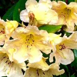 Evening Glow Rhododendron -The Tree Center Evening Glow Rhododendron 1 copy jpg