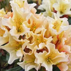 Evening Glow Rhododendron -The Tree Center Evening Glow Rhododendron 2 copy jpg