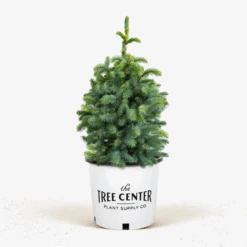 Fat Albert Colorado Blue Spruce 8 Fat Albert Colorado Blue Spruce -The Tree Center Fat Albert Colorado Spruce 5G 2 600x600 1