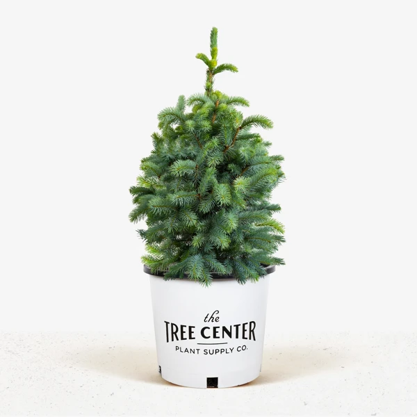 Fat Albert Colorado Blue Spruce 4 Fat Albert Colorado Blue Spruce - Image 4